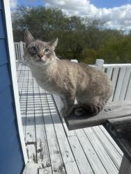 Lost Male Cat last seen Westover Forest/Warren HS/Raba Elementary, San Antonio, TX 78251