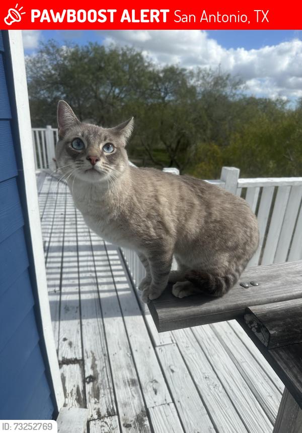 Lost Male Cat last seen Westover Forest/Warren HS/Raba Elementary, San Antonio, TX 78251