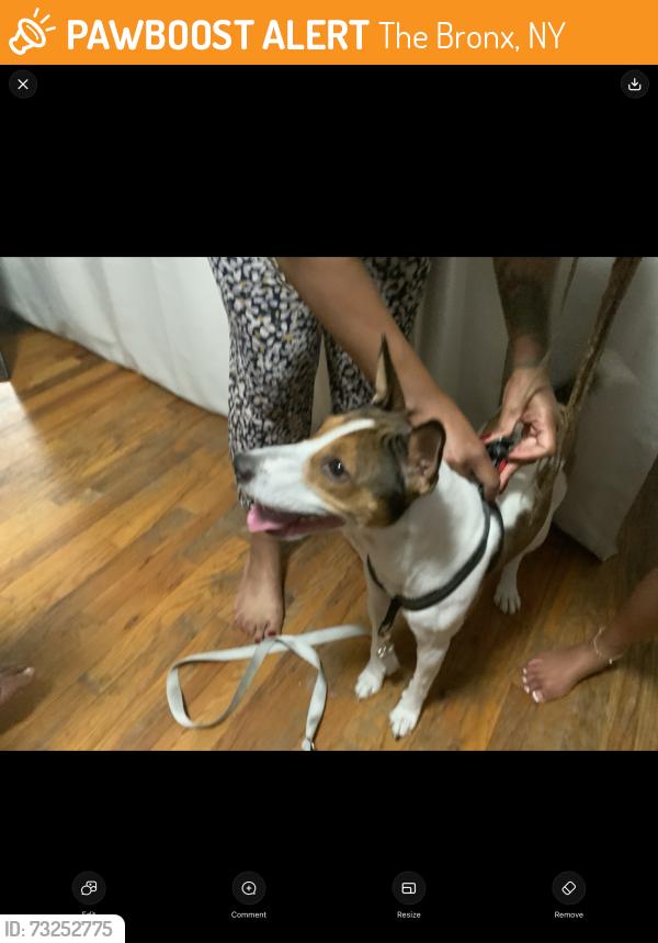 Found/Stray Male Dog last seen 174th street and Davidson, The Bronx, NY 10453