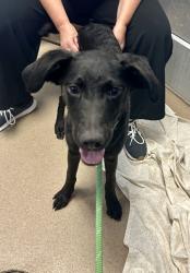 Shelter Stray Female Dog last seen Near Twin Falls Road, Decatur 30032, 30032, GA, 3280 Chamblee Dunwoody Rd, Chamblee, GA 30341, USA