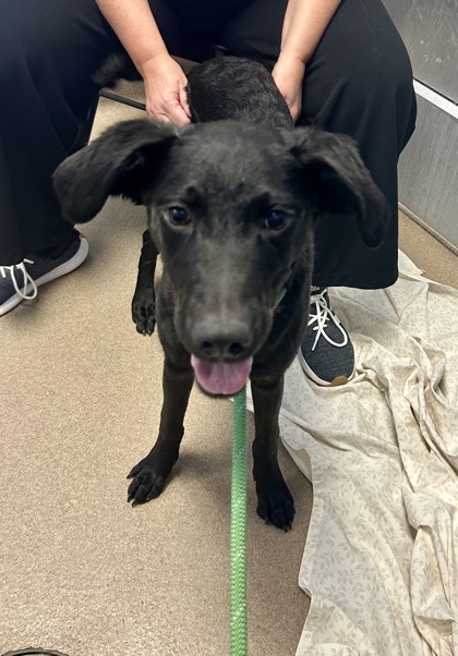 Shelter Stray Female Dog last seen Near Twin Falls Road, Decatur 30032, 30032, GA, 3280 Chamblee Dunwoody Rd, Chamblee, GA 30341, USA