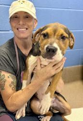 Shelter Stray Male Dog last seen Near Gresham Road Atlanta, 30316, 30316, GA, 3280 Chamblee Dunwoody Rd, Chamblee, GA 30341, USA
