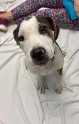 Shelter Stray Male Dog last seen Near Gresham Road Atlanta, 30316, 30316, GA, 3280 Chamblee Dunwoody Rd, Chamblee, GA 30341, USA