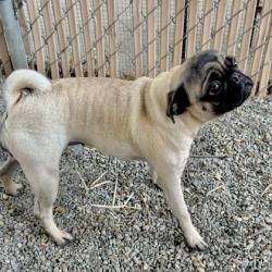 Shelter Stray Female Dog last seen Near 26th Ave, Oakland, CA, 1101 29th Ave, Oakland, CA 94601, USA