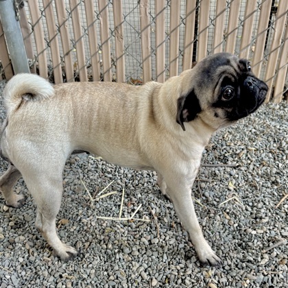 Shelter Stray Female Dog last seen Near 26th Ave, Oakland, CA, 1101 29th Ave, Oakland, CA 94601, USA
