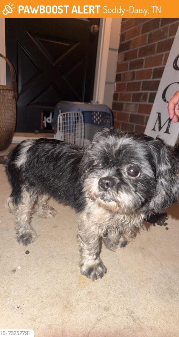 Found/Stray Female Dog last seen Green pond grocery, Soddy-Daisy, TN 37379