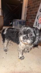 Found/Stray Female Dog last seen Green pond grocery, Soddy-Daisy, TN 37379