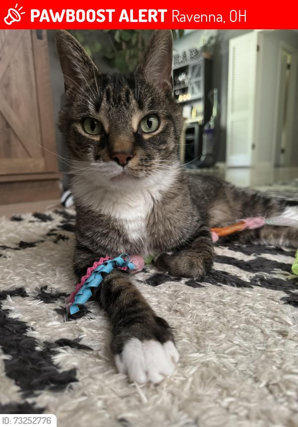 Lost Male Cat last seen Near summit road, Ravenna, OH 44266