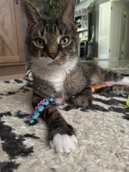 Lost Male Cat last seen Near summit road, Ravenna, OH 44266