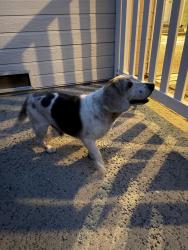 Found/Stray Male Dog last seen Willis between Albers & Clark, Los Angeles, CA 91411