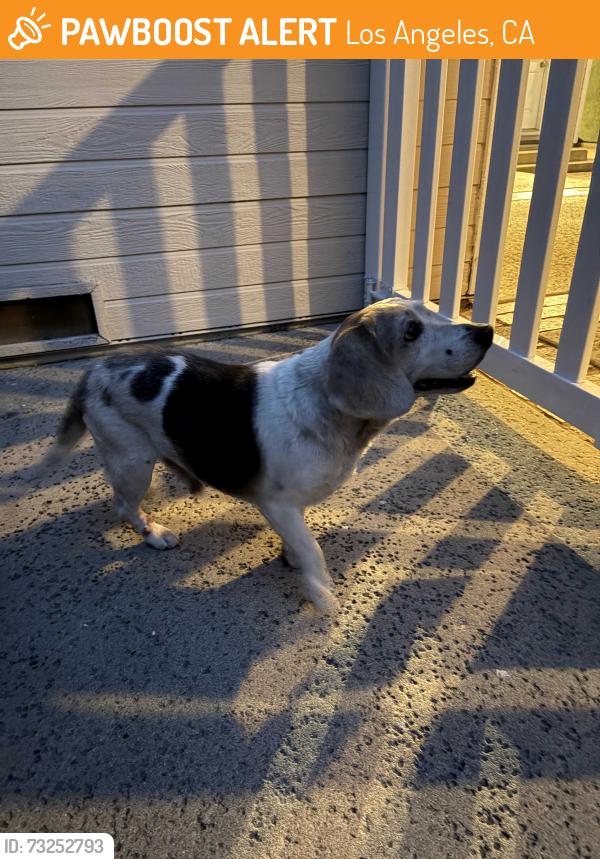 Found/Stray Male Dog last seen Willis between Albers & Clark, Los Angeles, CA 91411