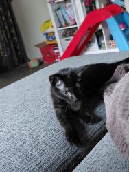 Lost Female Cat last seen N Cornelia and Ashlan near gurudwara, Fresno, CA 93722