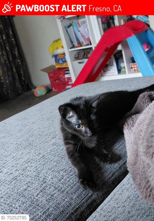 Lost Female Cat last seen N Cornelia and Ashlan near gurudwara, Fresno, CA 93722