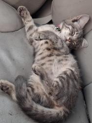 Reunited Female Cat last seen Madelia, Spokane, WA 99202