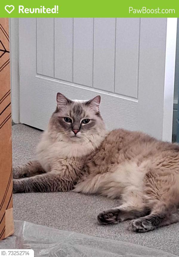 Reunited Male Cat last seen Beaminster Avenue, Lancashire, England PR4 0QP
