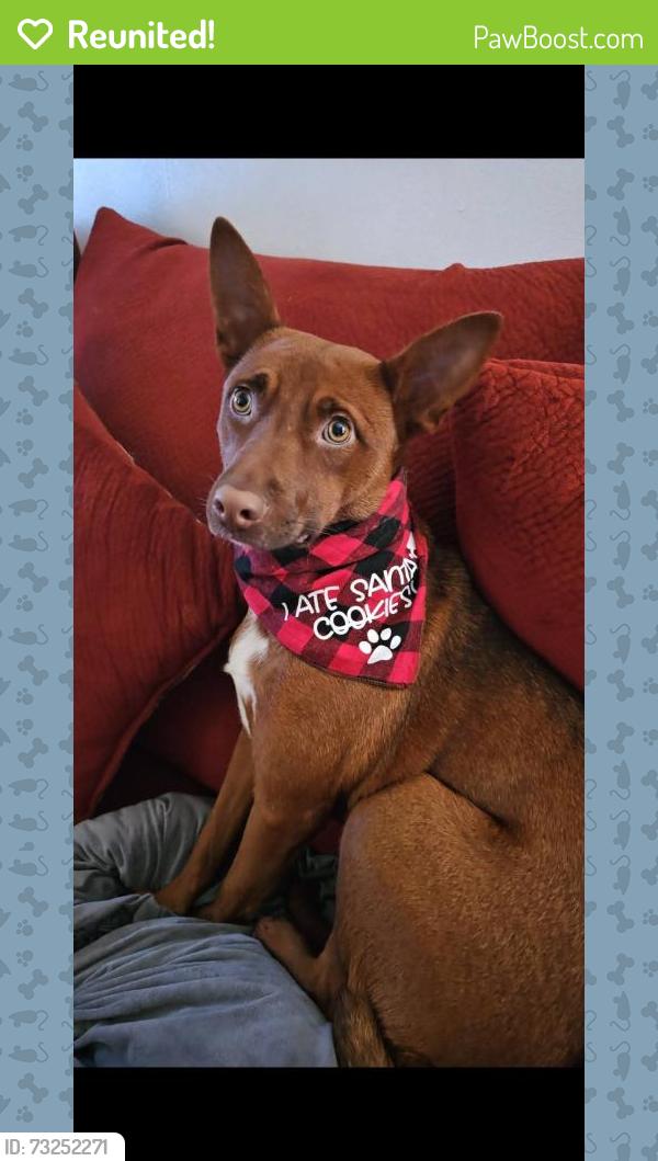 Reunited Female Dog last seen Bluebell, Highlands, TX 77562