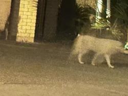 Found/Stray Unknown Cat last seen N 43rd Ave and Northern Ave Glendale, Glendale, AZ 85302