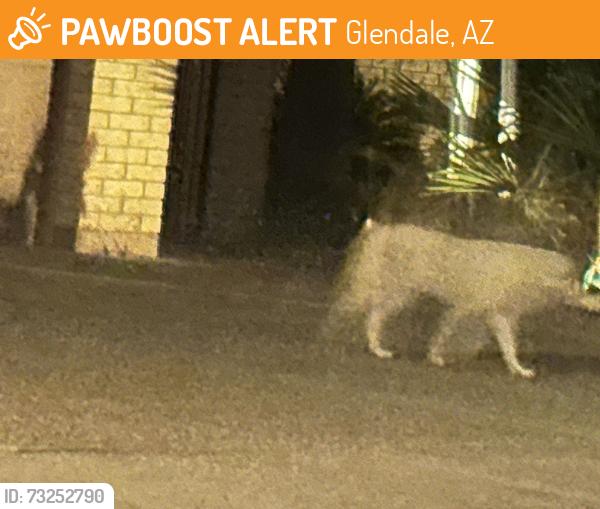 Found/Stray Unknown Cat last seen N 43rd Ave and Northern Ave Glendale, Glendale, AZ 85302