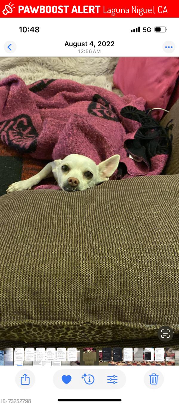 Lost Female Dog last seen Pearl, Laguna Niguel, CA 92677