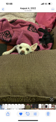 Lost Female Dog last seen Pearl, Laguna Niguel, CA 92677