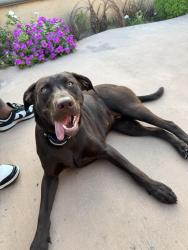Lost Female Dog last seen Westminster Park, Westminster, CA 92683