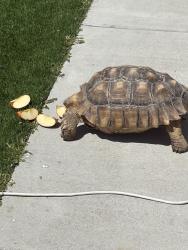 Lost Male Reptile last seen Near Alpine Blvd, Alpine, CA 91901