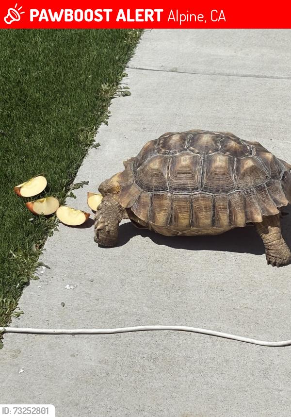 Lost Male Reptile last seen Near Alpine Blvd, Alpine, CA 91901