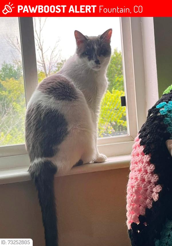Lost Female Cat last seen N Sante Fe Ave & Ohio, Fountain, CO 80817