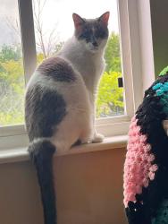 Lost Female Cat last seen N Sante Fe Ave & Ohio, Fountain, CO 80817