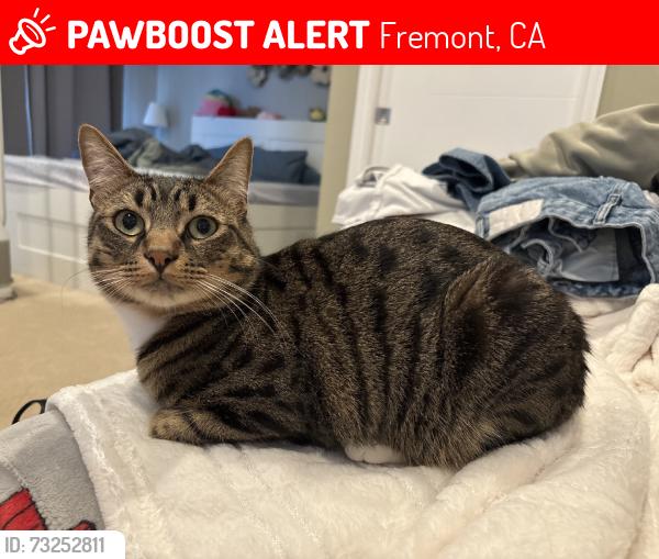 Lost Male Cat last seen Valpey Park Ave and Grimmer Blvd, Fremont, CA 94538