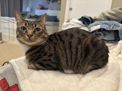 Lost Male Cat last seen Valpey Park Ave and Grimmer Blvd, Fremont, CA 94538