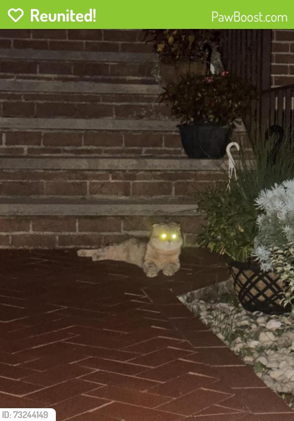 Reunited Unknown Cat last seen jeanette ave Arden ave, Staten Island, NY 10312