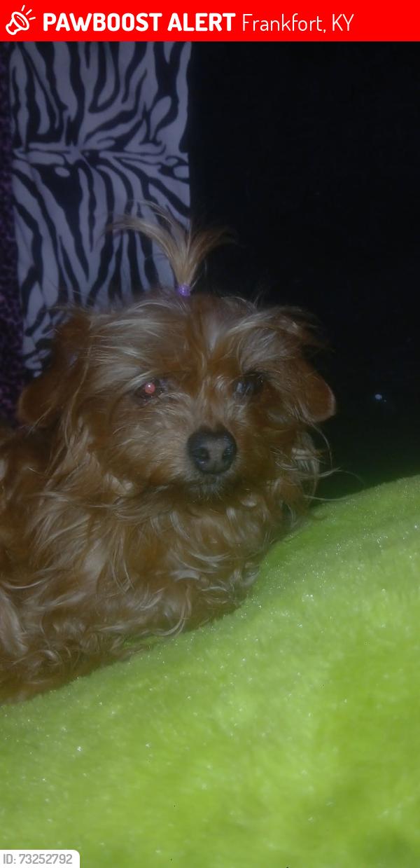Lost Female Dog last seen Near Shenkle ln#615, Frankfort, KY 40601