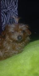 Lost Female Dog last seen Near Shenkle ln#615, Frankfort, KY 40601