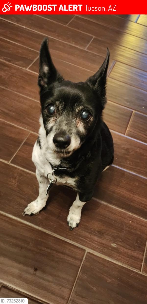 Lost Male Dog last seen Congress and Silverbell, Tucson, AZ 85701