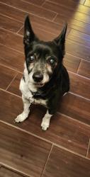 Lost Male Dog last seen Congress and Silverbell, Tucson, AZ 85701