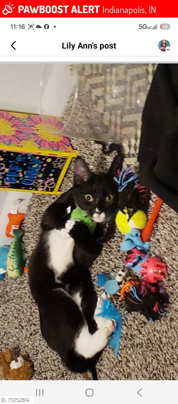 Lost Female Cat last seen German church, Indianapolis, IN 46229