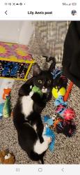 Lost Female Cat last seen German church, Indianapolis, IN 46229