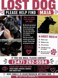 Lost Female Dog last seen Sussex Avenue, Newark, NJ 07107