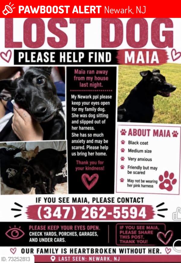 Lost Female Dog last seen Sussex Avenue, Newark, NJ 07107