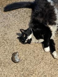 Lost Female Cat last seen Walking Canvas Tattoo, Centralia, WA 98531