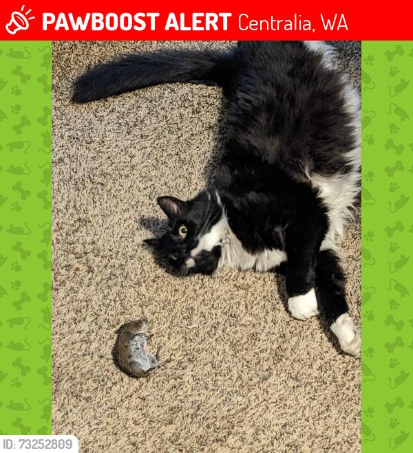 Lost Female Cat last seen Walking Canvas Tattoo, Centralia, WA 98531
