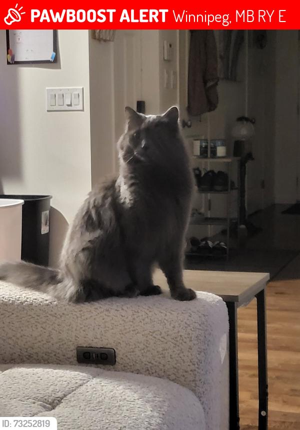 Lost Male Cat last seen Almington bay, Winnipeg, MB R3Y 0E5