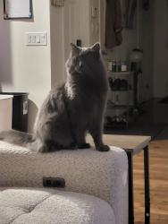 Lost Male Cat last seen Almington bay, Winnipeg, MB R3Y 0E5