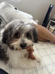 Lost Male Dog last seen Washington street , 128th ave, century middle school, Thornton, CO 80241