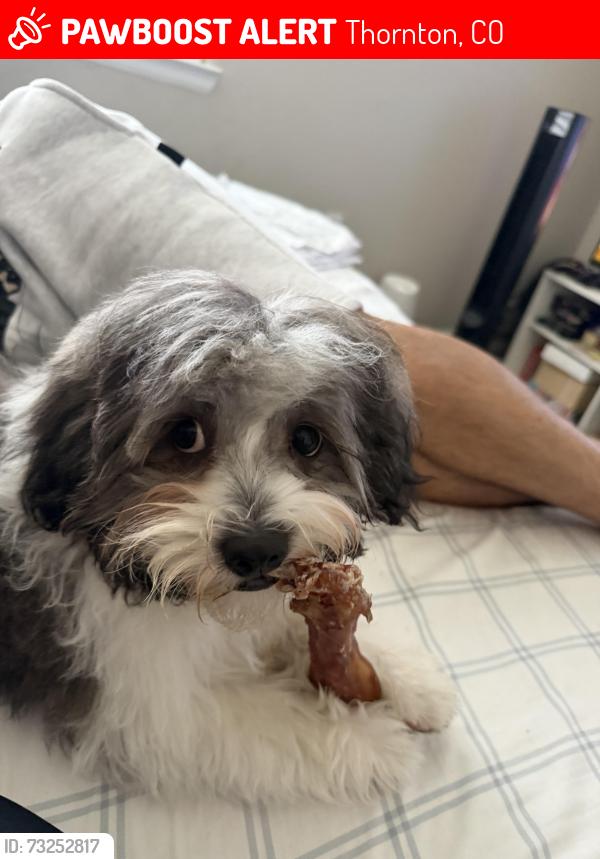 Lost Male Dog last seen Washington street , 128th ave, century middle school, Thornton, CO 80241