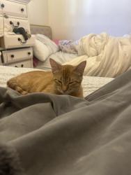 Lost Female Cat last seen Lake, Altadena, CA 91001