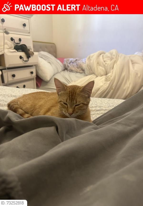 Lost Female Cat last seen Lake, Altadena, CA 91001