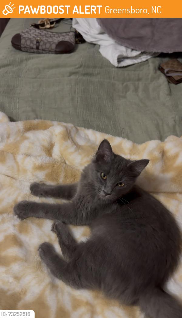 Found/Stray Unknown Cat last seen Dobson Rd, Greensboro, NC 27410