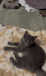 Found/Stray Unknown Cat last seen Dobson Rd, Greensboro, NC 27410